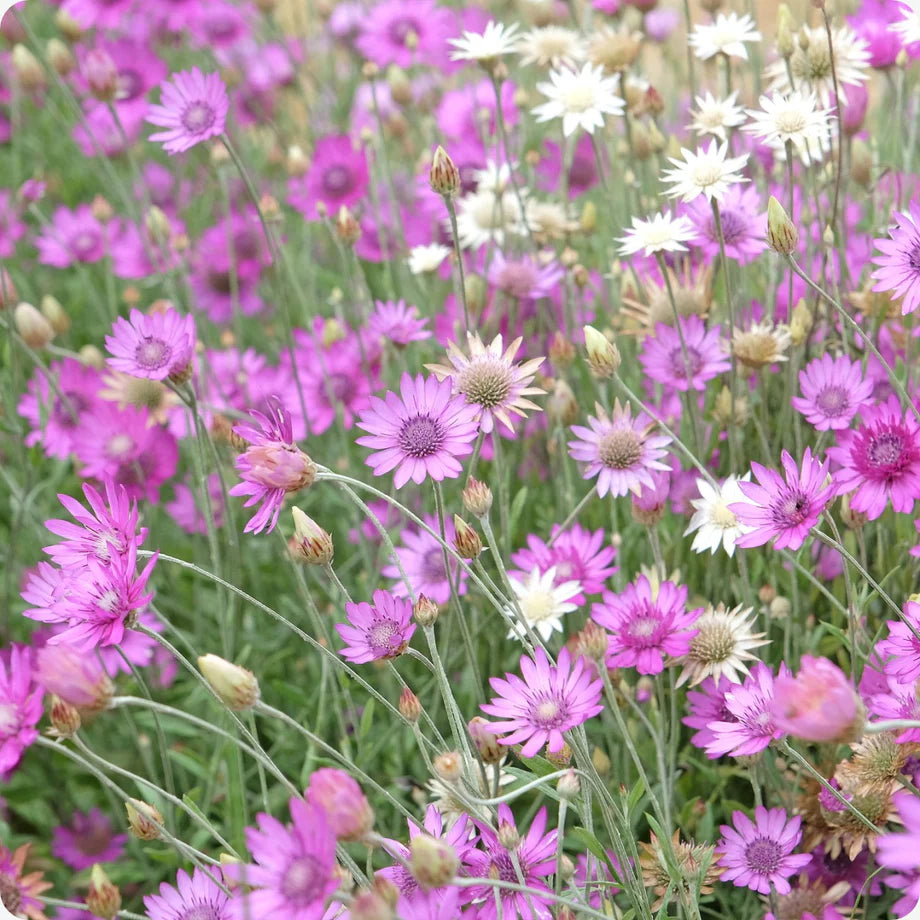 Immortelle flower seeds