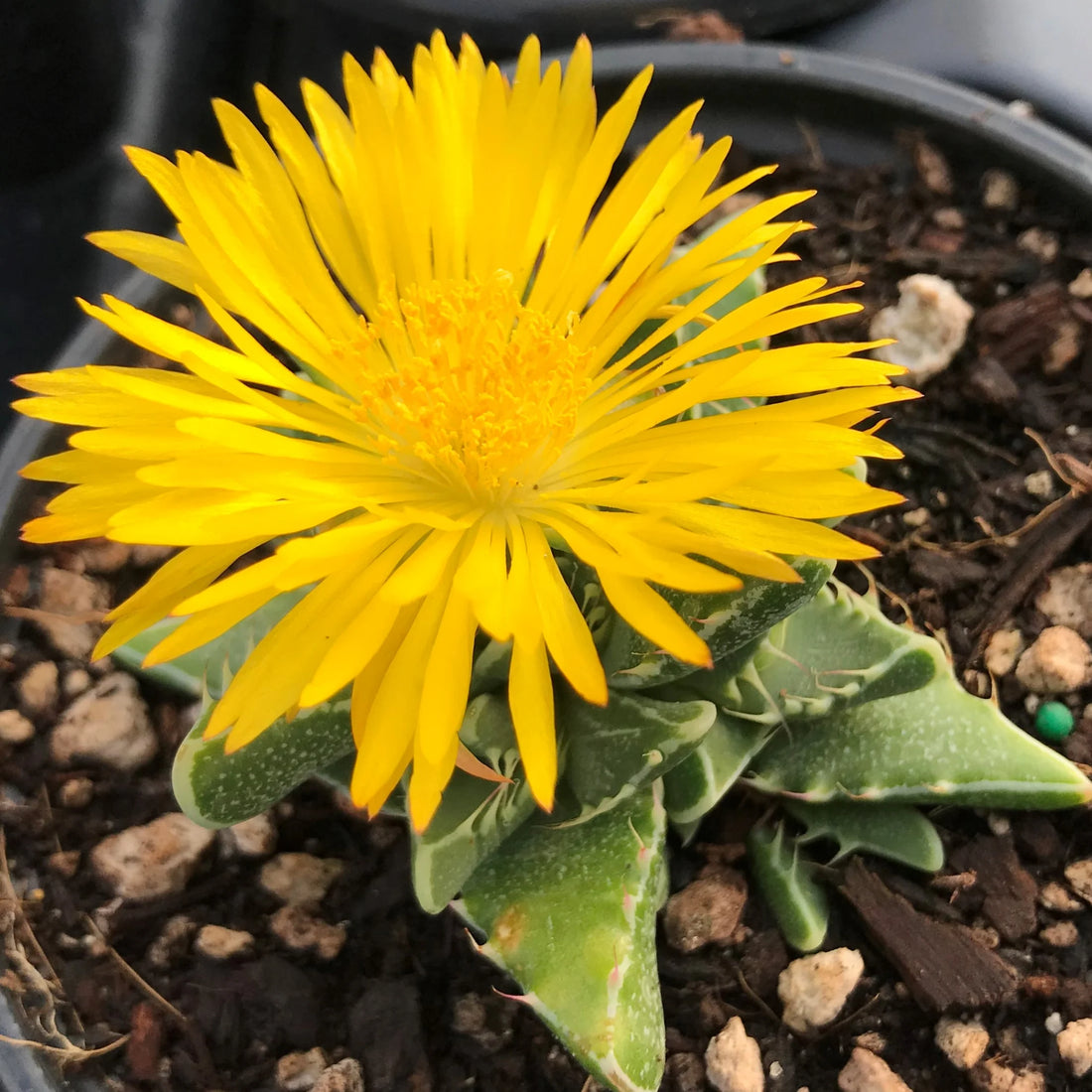 Yellow Faucaria flower seeds