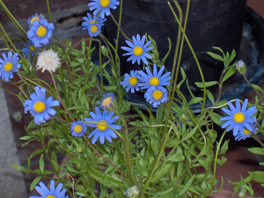 Blue Felicia flower seeds