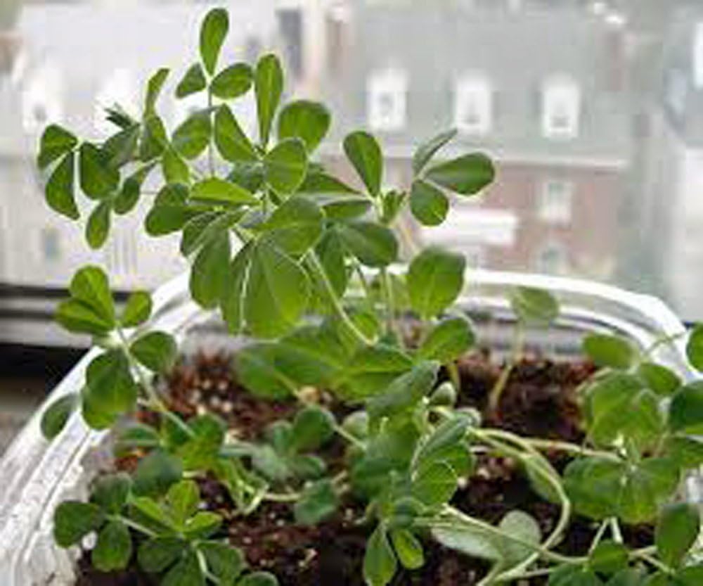 Fenugreek herb seeds for planting with fresh green fenugreek plants