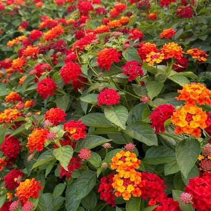 Feston Rose Lantana plant