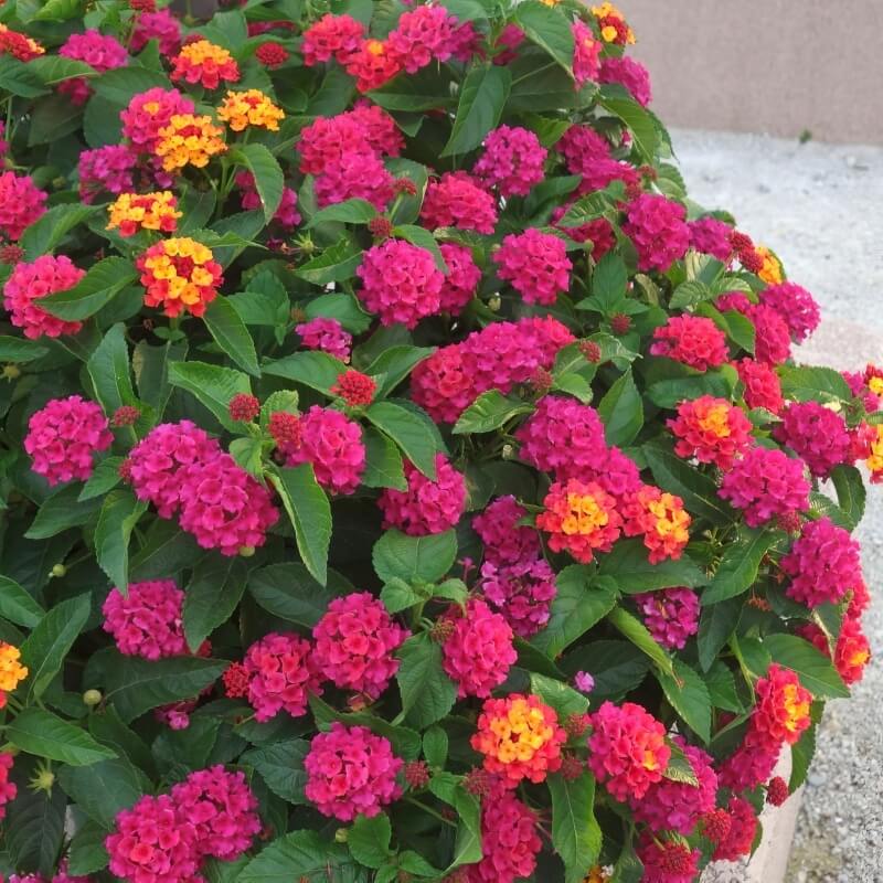 Feston Rose Lantana plant
