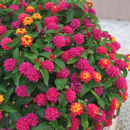 Feston Rose Lantana plant