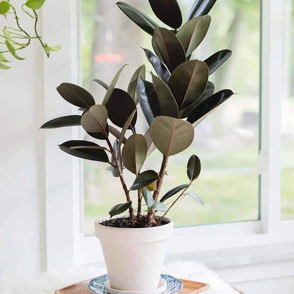 Ficus Elastica plant