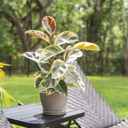 Ficus Elastica plant