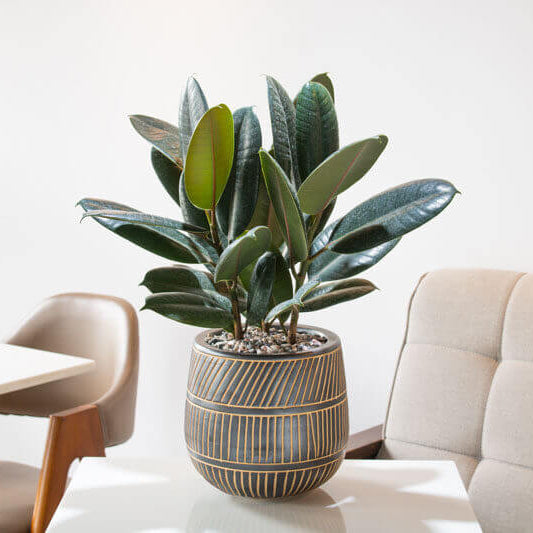 Ficus Elastica plant