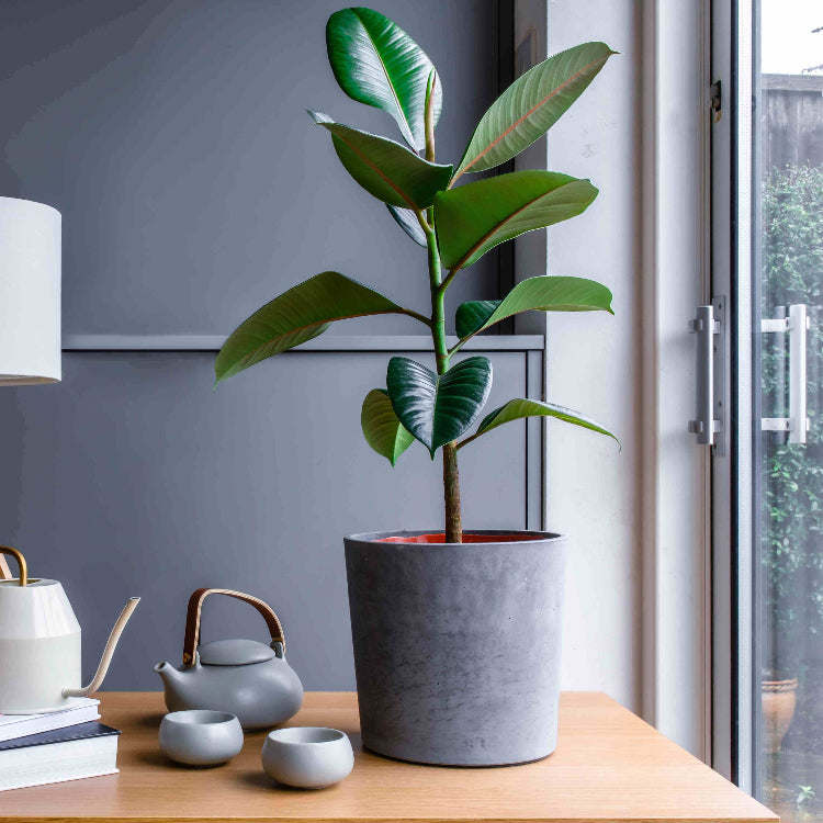 Ficus Elastica plant