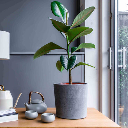 Ficus Elastica plant