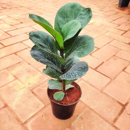 Ficus Lyrata plant