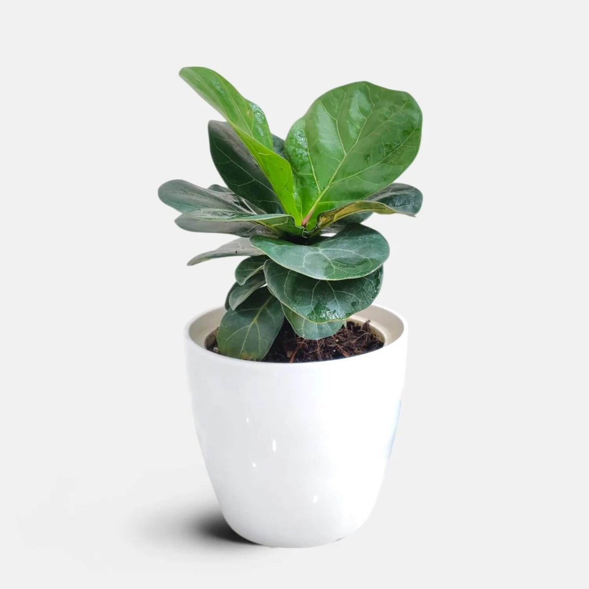 Ficus Lyrata plant