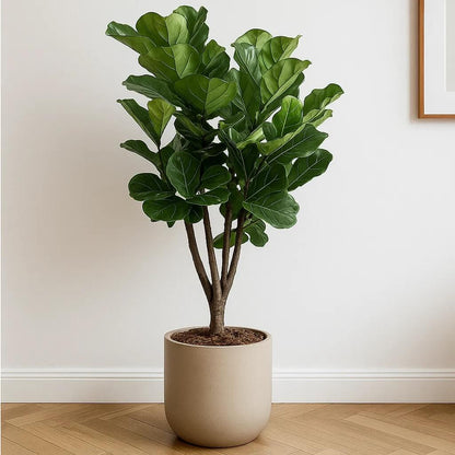 Fiddle Leaf Fig plant