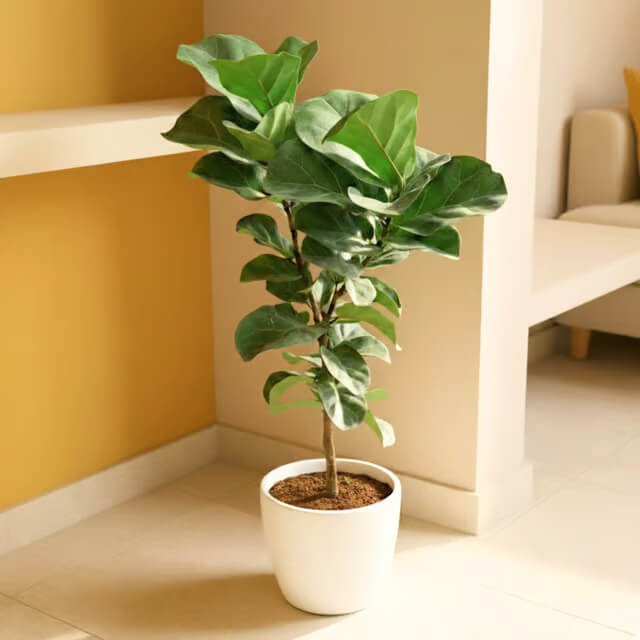 Fiddle Leaf Fig plant