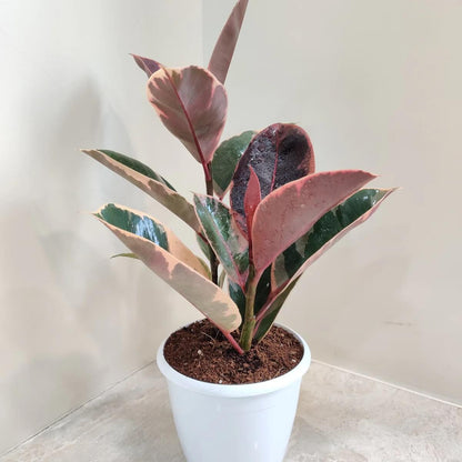 Fiddle Leaf Rubber Plant