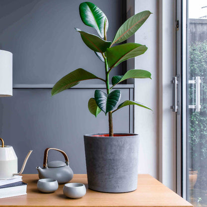Fiddle Leaf Rubber Plant