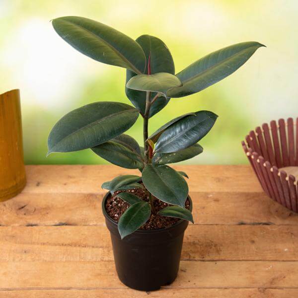Fiddle Leaf Rubber Plant