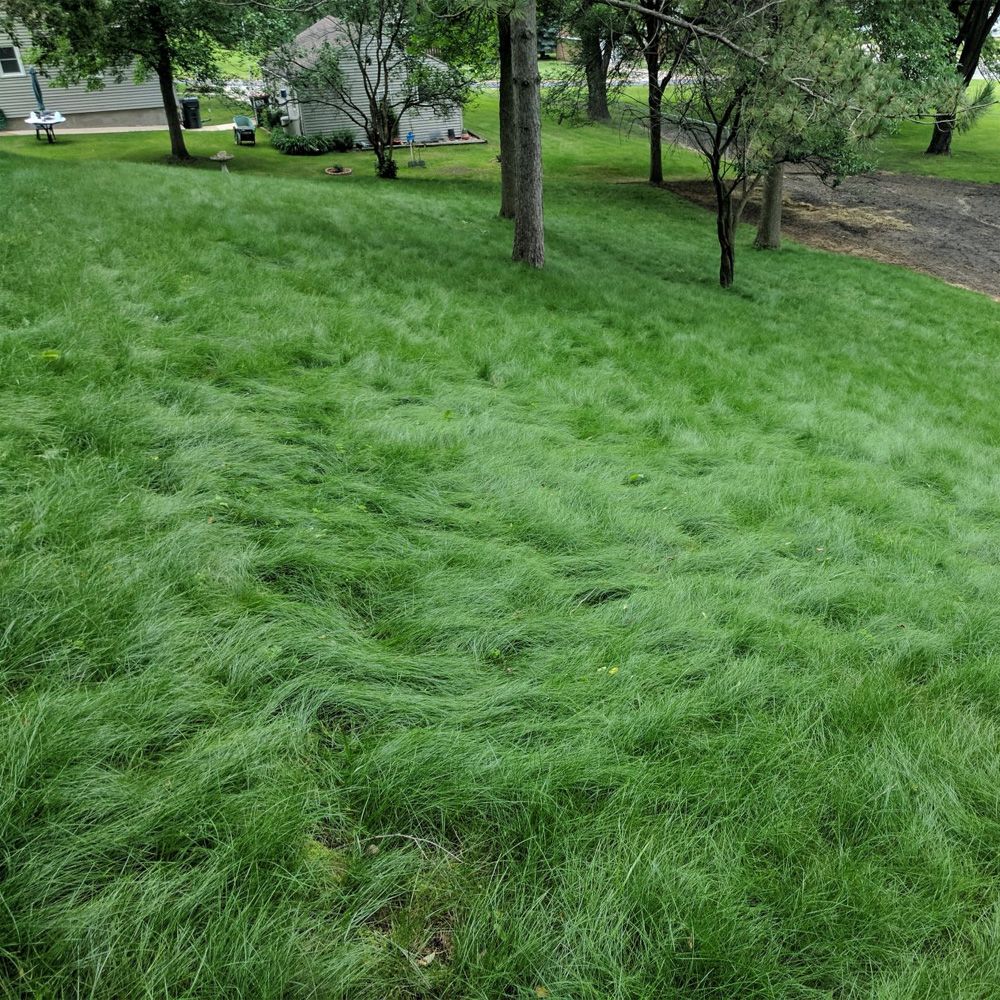 Fine Fescue grass seeds for planting and cool-season lawn growth