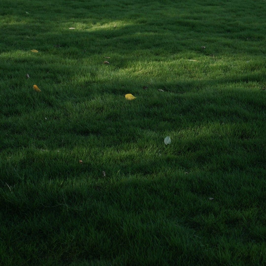 Fine Fescue grass seeds for planting and cool-season lawn growth