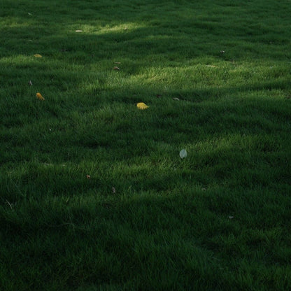 Fine Fescue grass seeds for planting and cool-season lawn growth