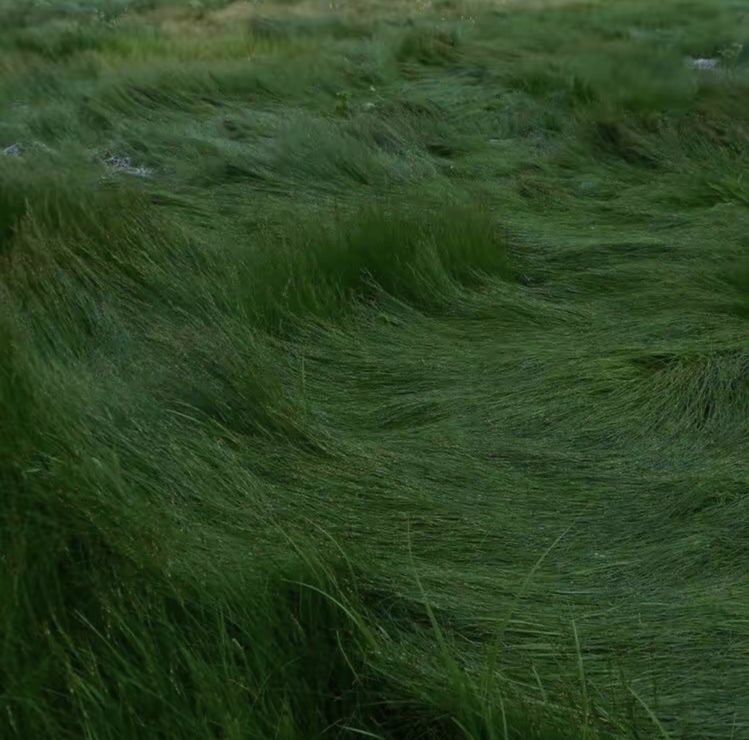 Fine Fescue grass seeds for planting and cool-season lawn growth