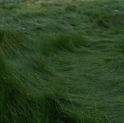 Fine Fescue grass seeds for planting and cool-season lawn growth