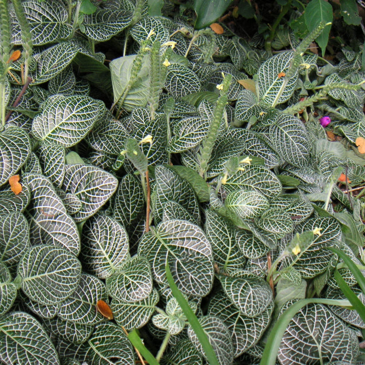 Albivenis Fittonia plant
