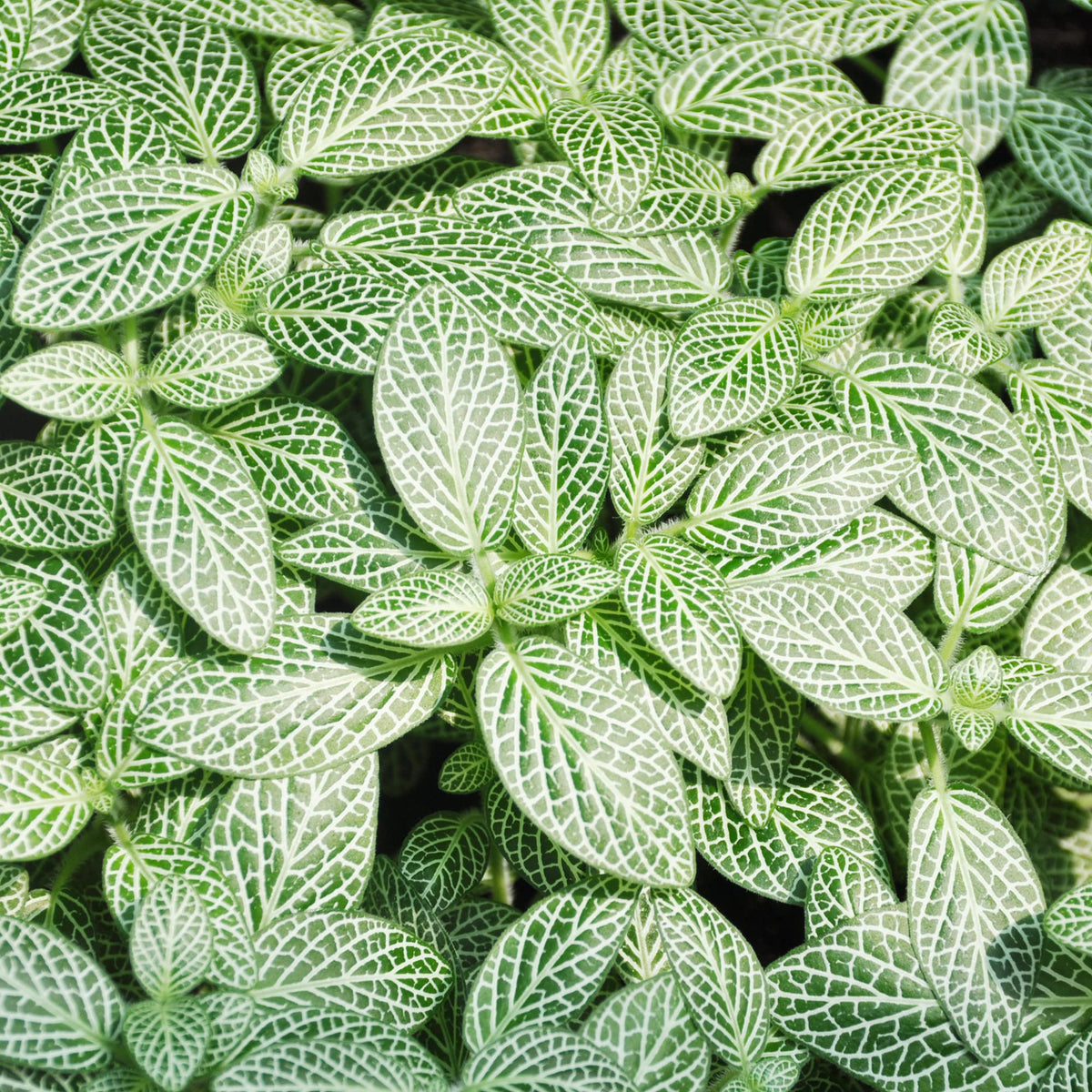 Albivenis Fittonia plant