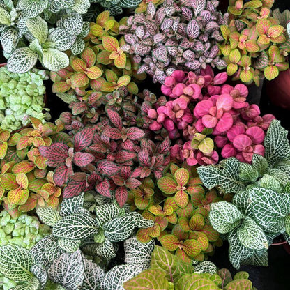 Fittonia Verschaffeltii plant