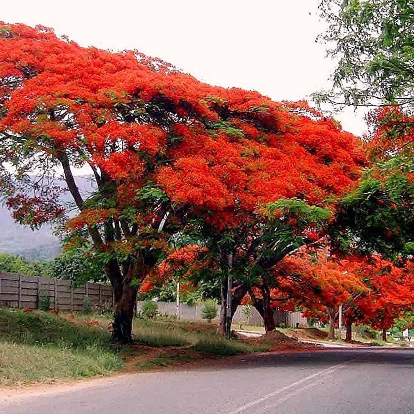 Flamboyant Flame Tree plant