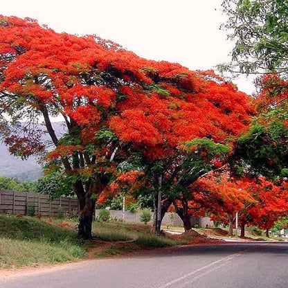 Flamboyant Flame Tree plant