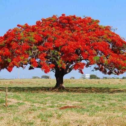 Flamboyant Flame Tree plant