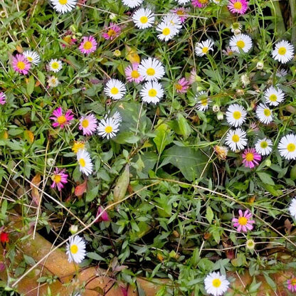 Fleabane Daisy plant