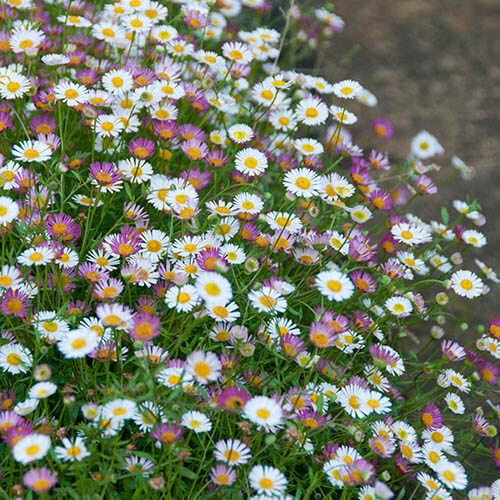Fleabane Daisy plant