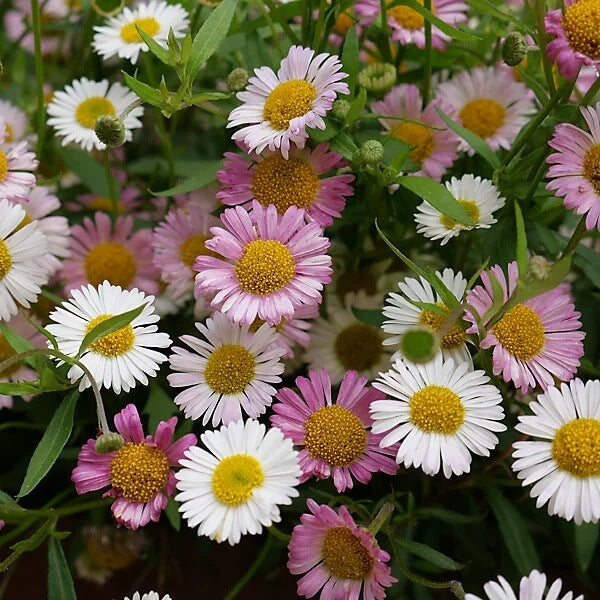 Fleabane Daisy plant