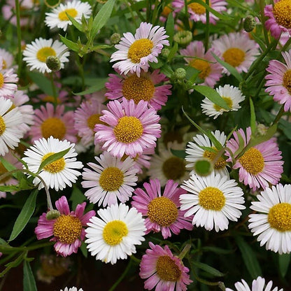 Fleabane Daisy plant
