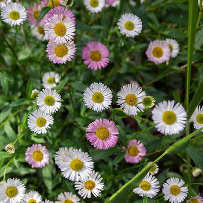 Fleabane Daisy plant