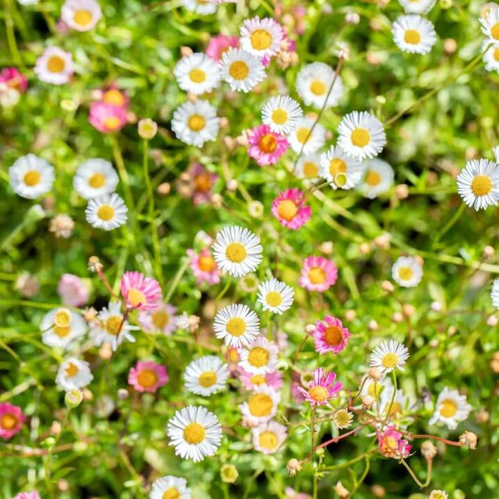 Fleabane Daisy plant