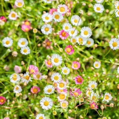 Fleabane Daisy plant