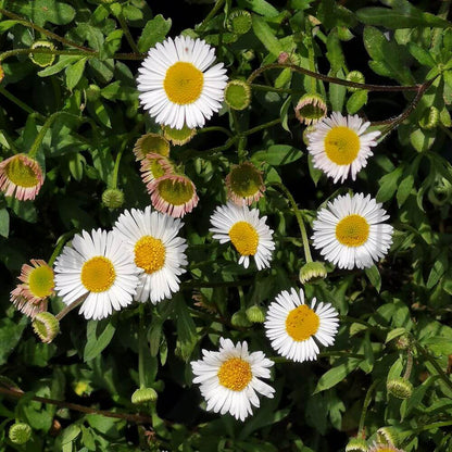 Fleabane Daisy plant
