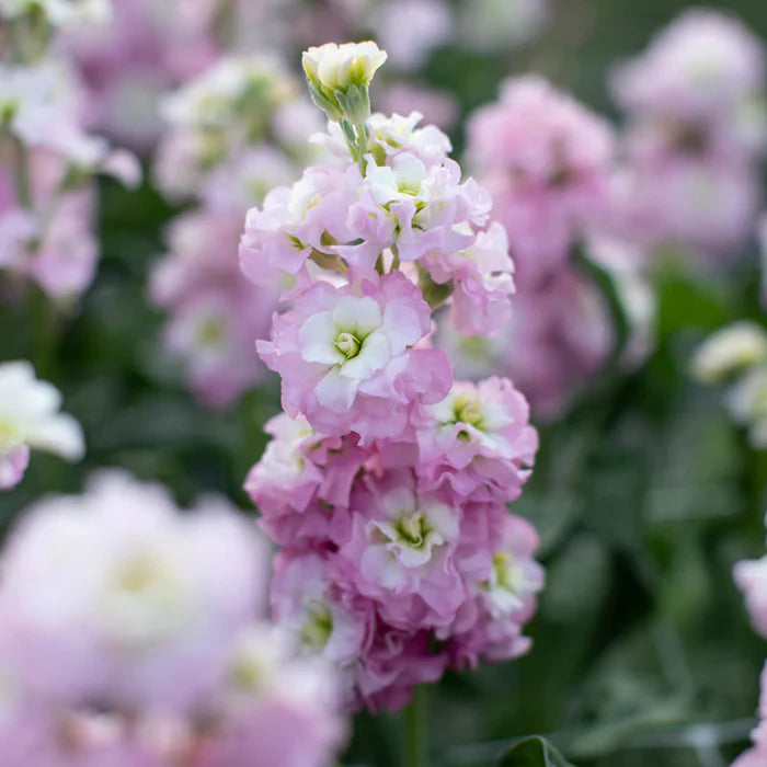 Light Pink flower seeds