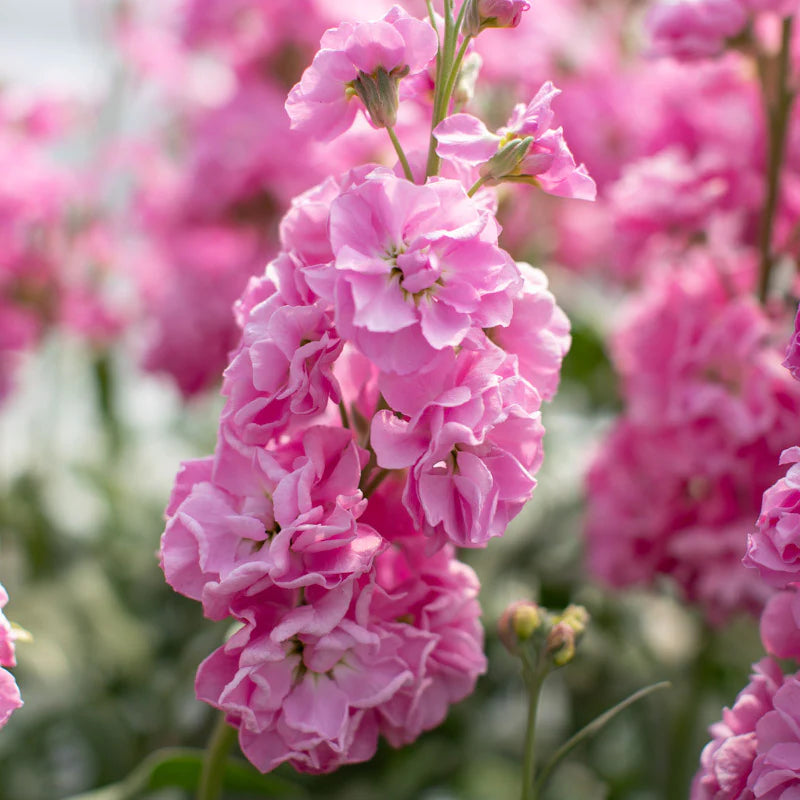 Matthiola Incana flower seeds