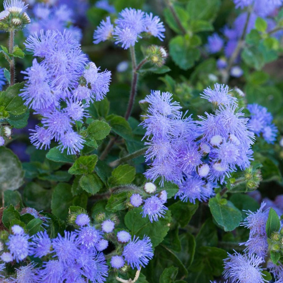 Assorted Floss plant