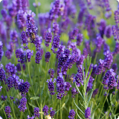 Lavender flower seeds