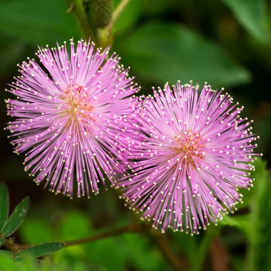 Pink Mimosa flower seeds