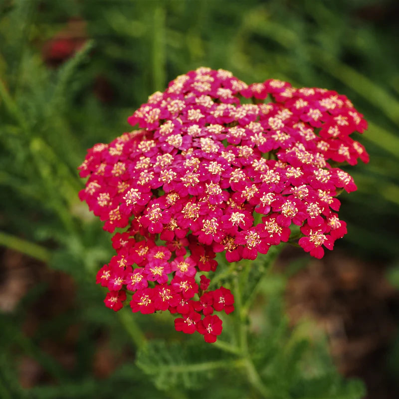 Achillea Red flower seeds
