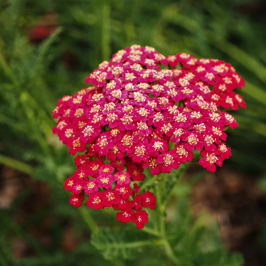 Achillea Red flower seeds