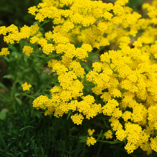 Yellow Sedum flower seeds