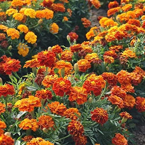 French Fireball Marigold plant
