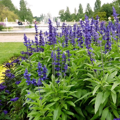 Violet Farinacea Flower Seeds for Planting – Heirloom Non-GMO Garden Seeds
