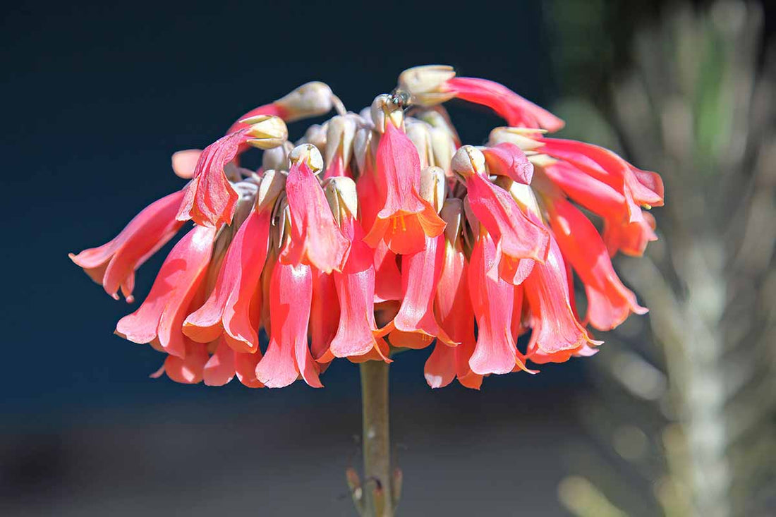 Chandelier flower seeds