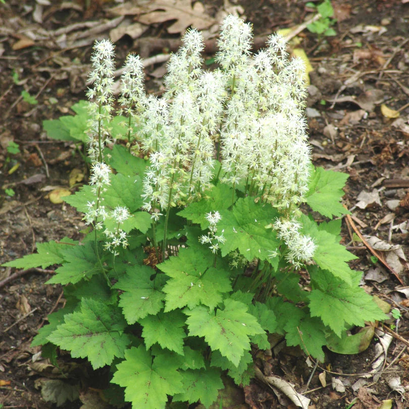 White Tiarella flower seeds